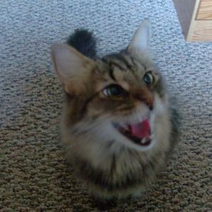 Meet your Posher, Cindy